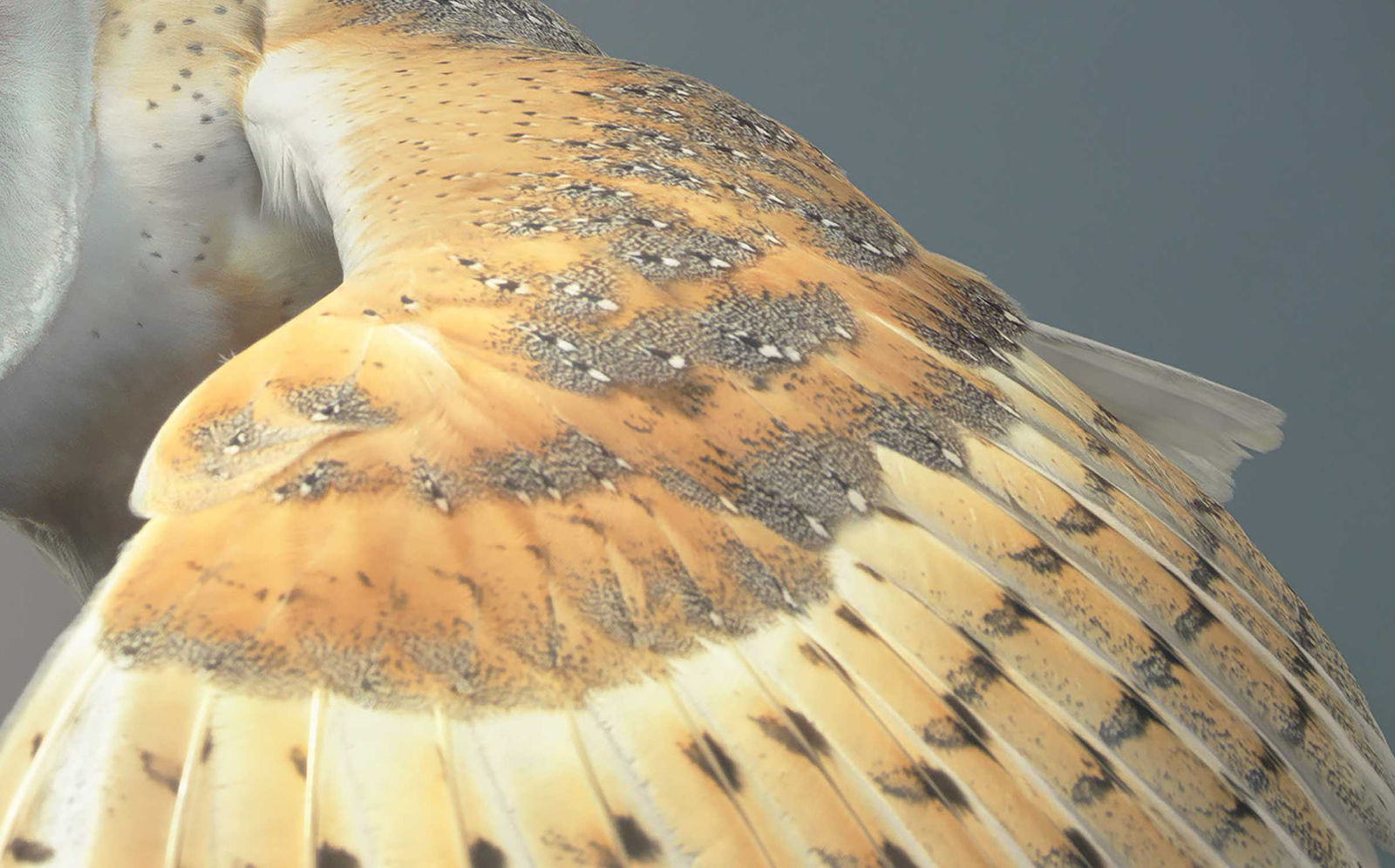 Tim Flach, Barn Owl, 2021
