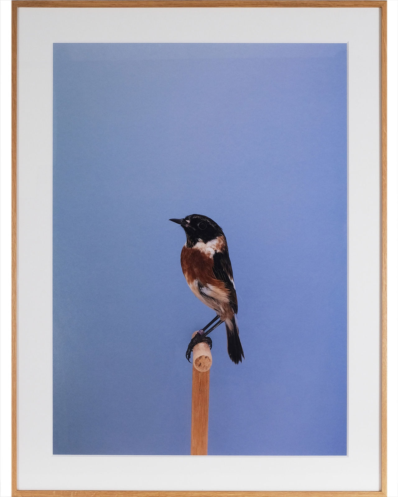 Luke Stephenson, Stonechat #1, 2016