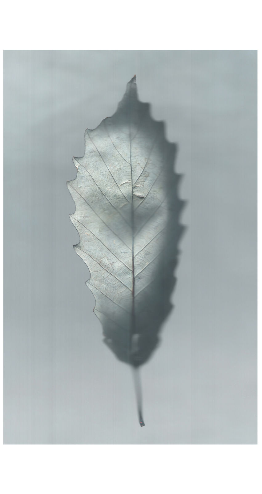 Ann Hamilton, sense · chinquapin oak, 2022