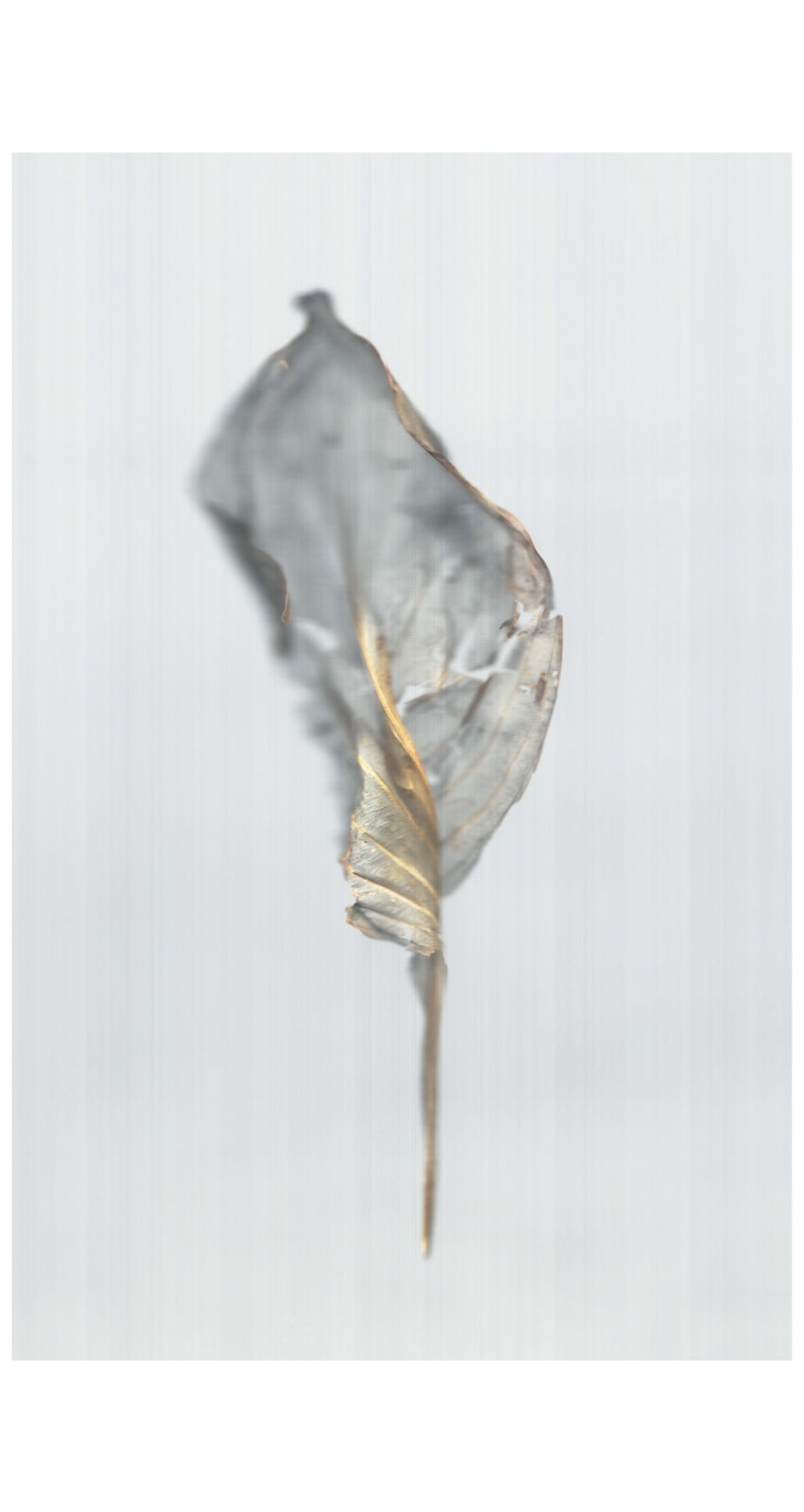 Ann Hamilton, sense · hosta leaf, 2022