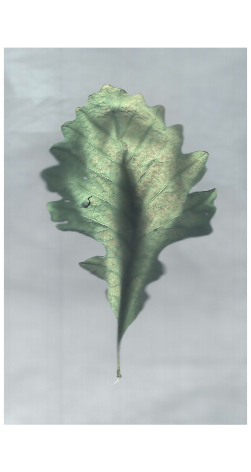 Ann Hamilton, sense · bur oak leaf, 2022