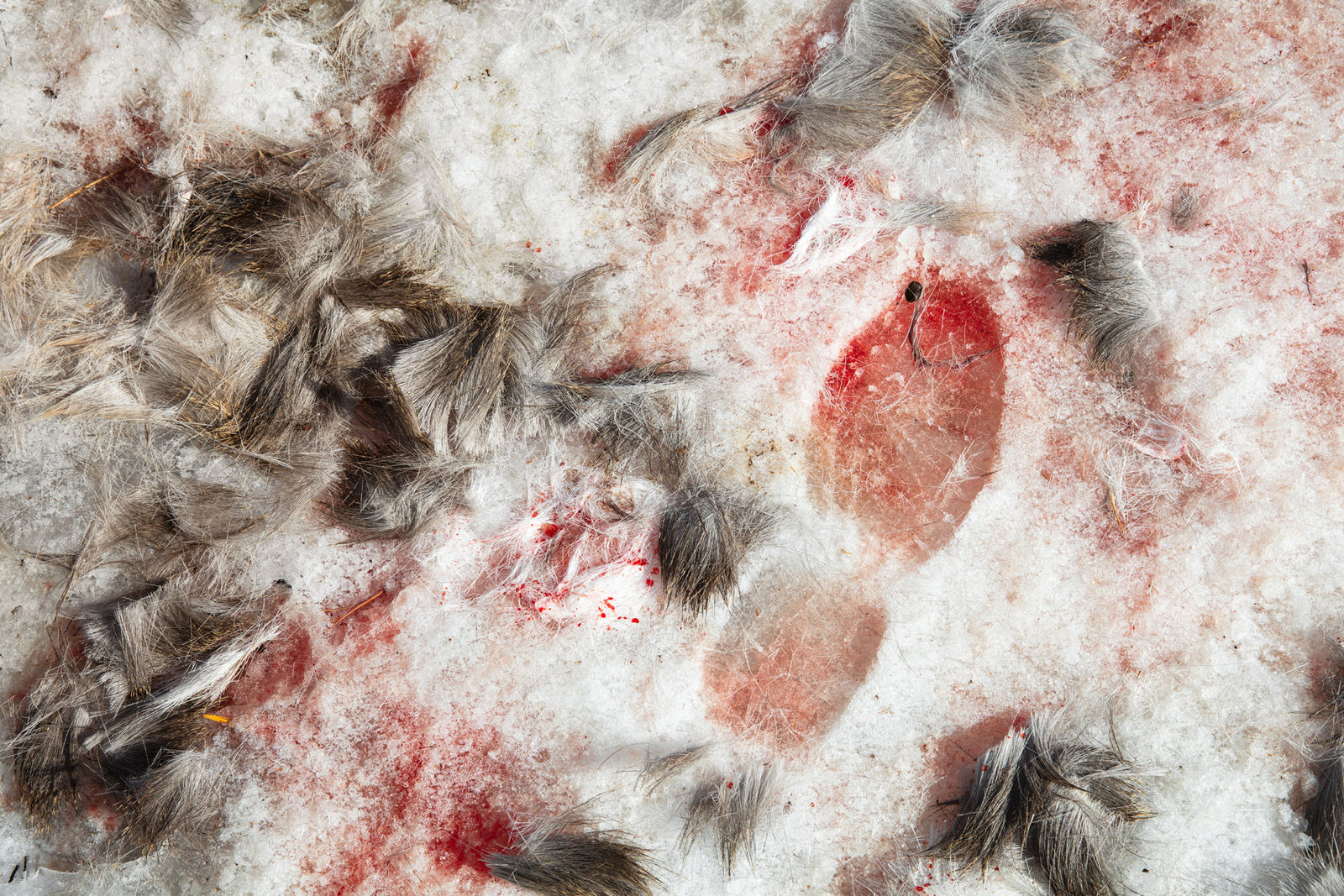 Smith Galtney, The Morning After