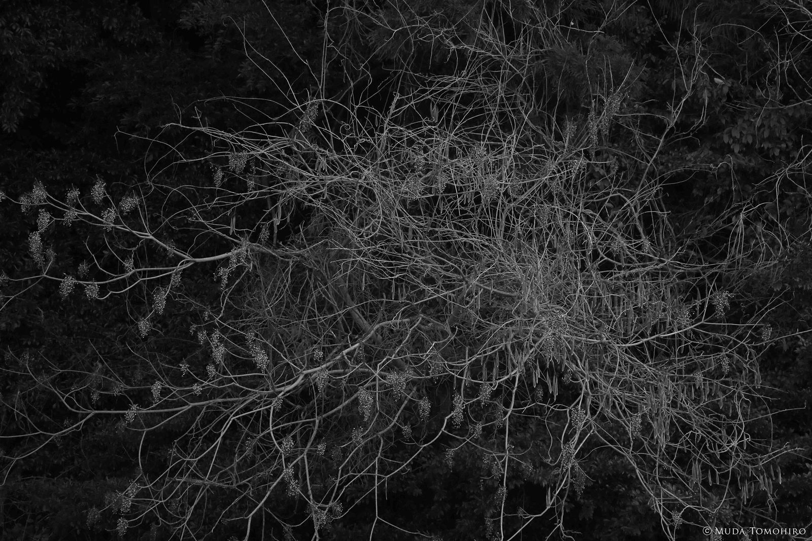 Tomohiro Muda, Mizu 19 (Water 19), 2012