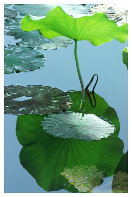 Joan Lebold Cohen, Shadow Game, 2004