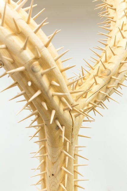 Raul De Lara, My friend accidentally killed a Saguaro in New York City, 2021