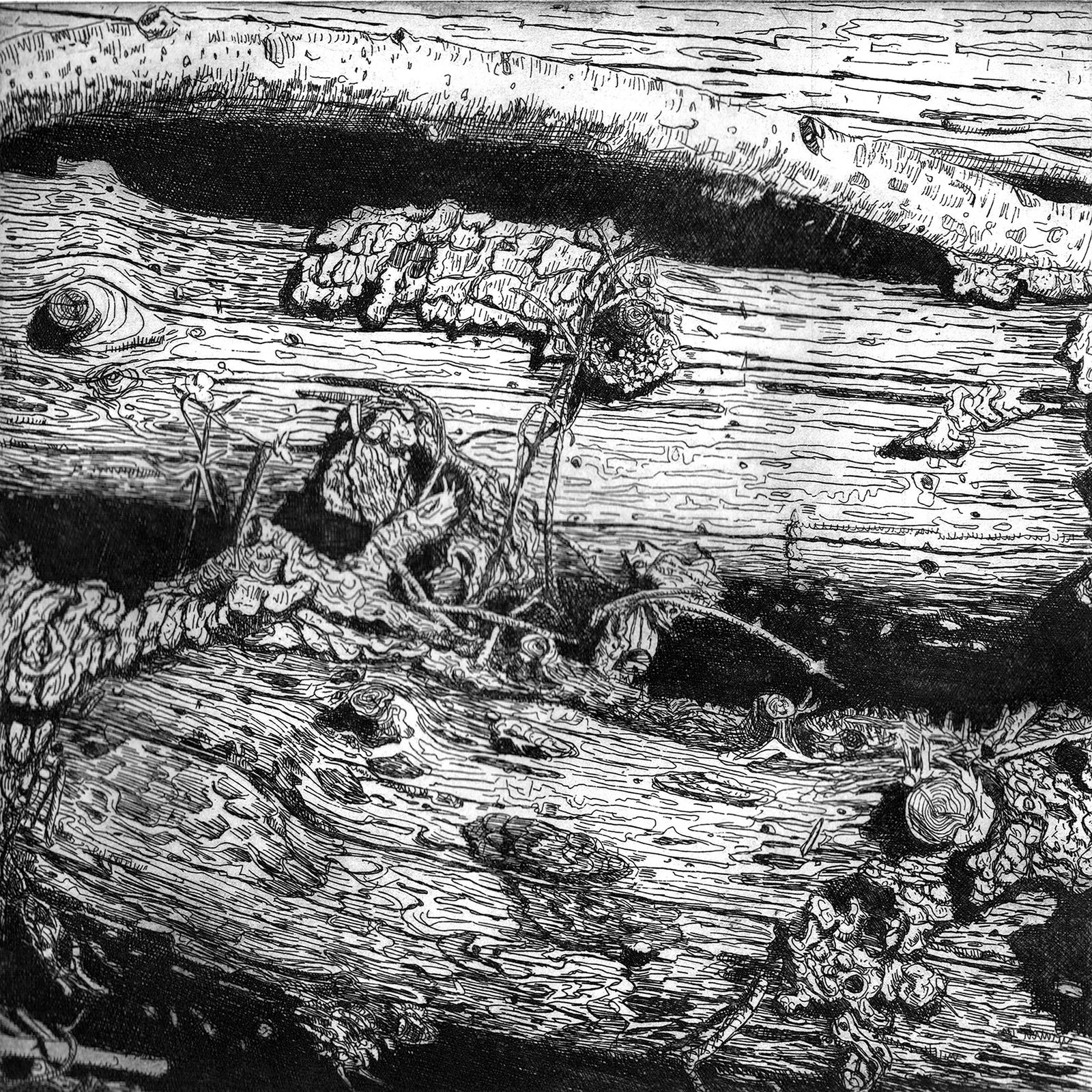 Wieslawa Nowicka, Bymarka, 2024