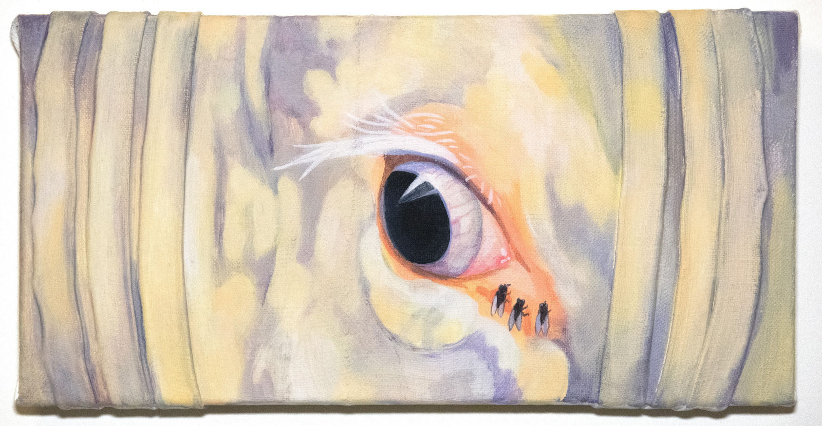 Clémentine Taupin, Mouches sur oeil, 2025