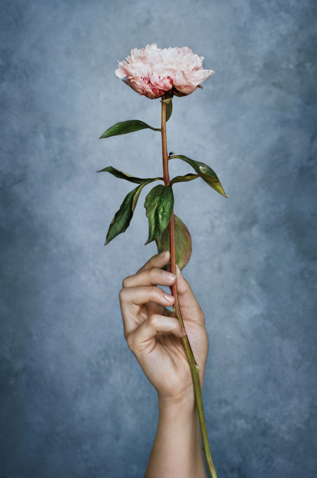 Vee Speers, Flower, From Transcendence Series, 2023