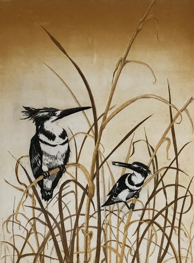Hilda Bernstein, Pied Kingfisher