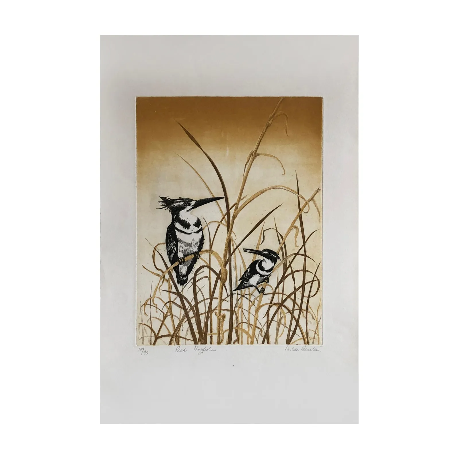 Hilda Bernstein, Pied Kingfisher