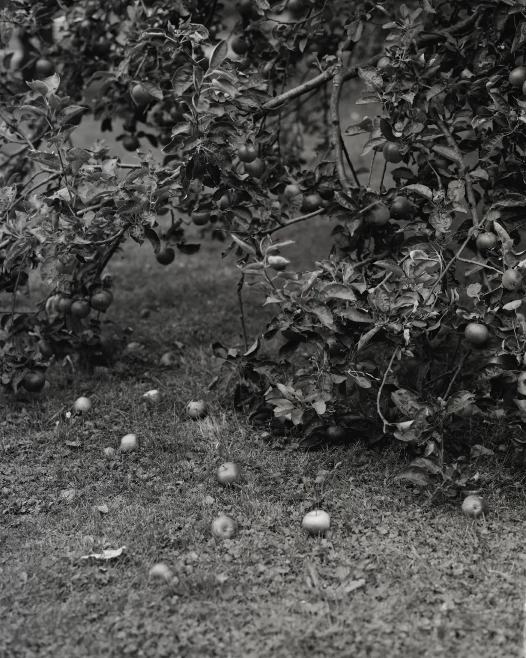 Tereza Zelenkova, Apple Tree, 2016
