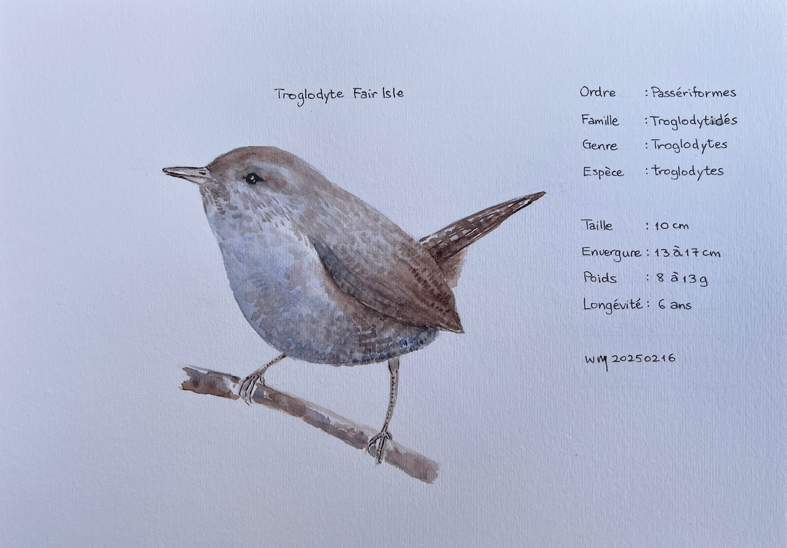 Wai Mei, Troglodyte Fair Isle, 2025