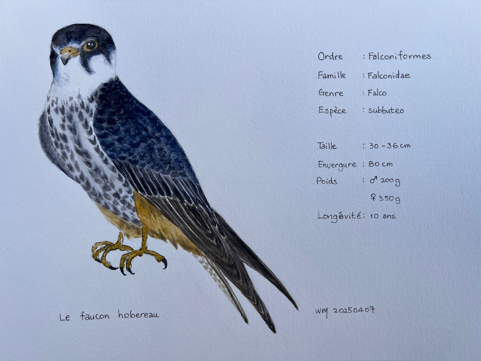 Wai Mei, Le Faucon hobereau, 2025