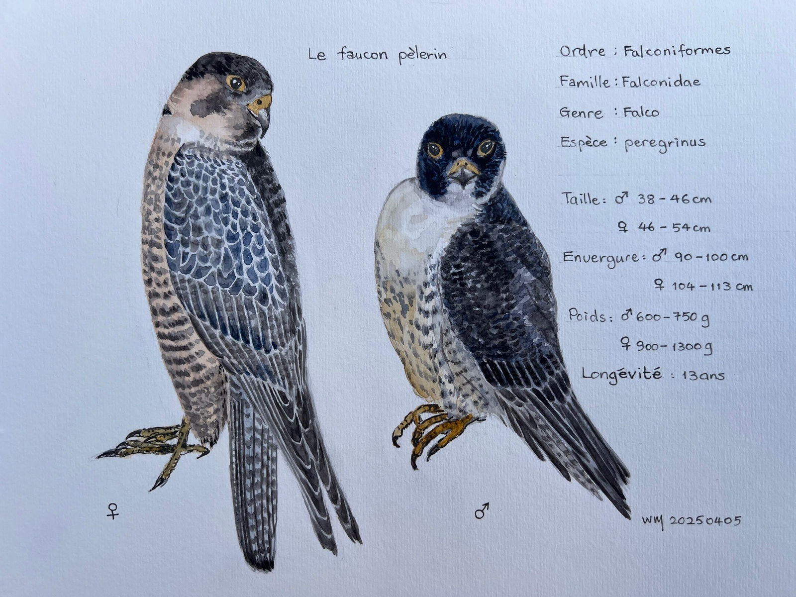 Wai Mei, Le faucon pélerin, 2025