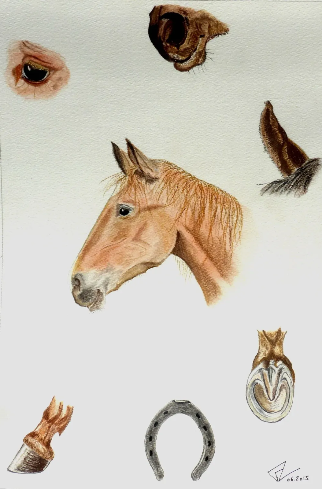 Frédéric Lorne, Etude de Cheval , 2015