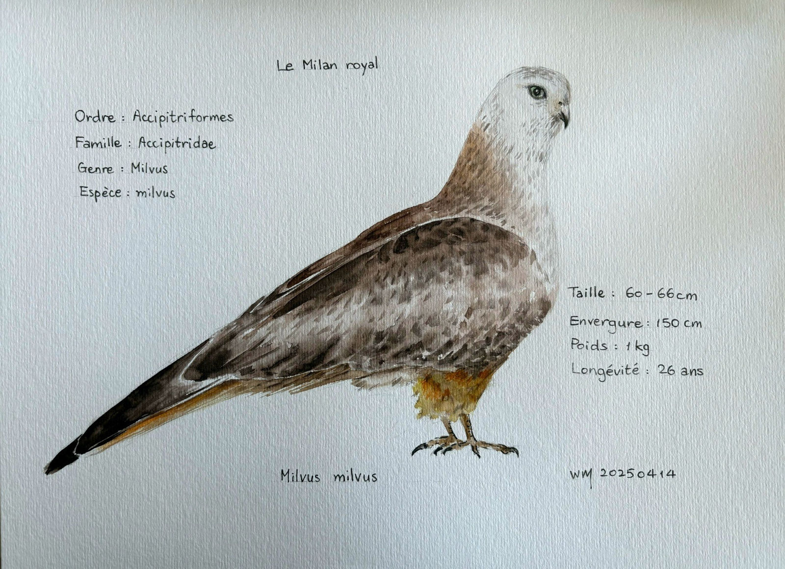 Wai Mei, Le Milan royal, 2025