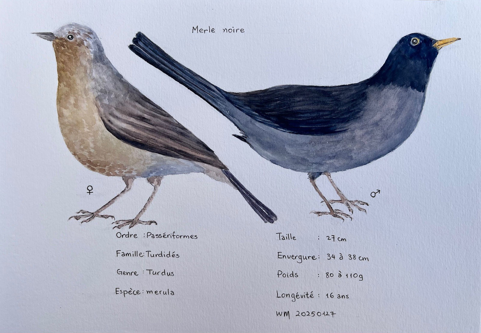 Wai Mei, Merle Noire, 2025