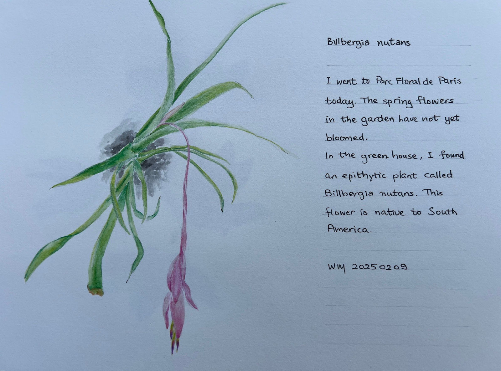 Wai Mei, Billbergia nutans, 2025