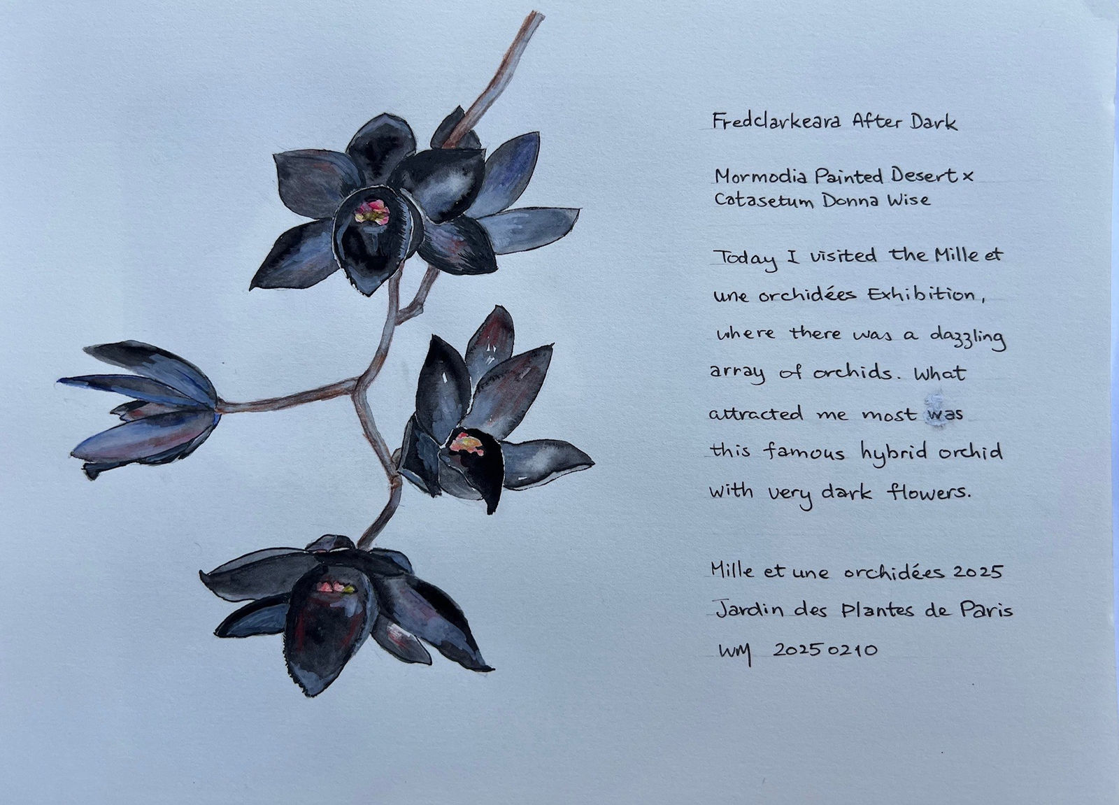 Wai Mei, Fredclarkeara after dark, 2025