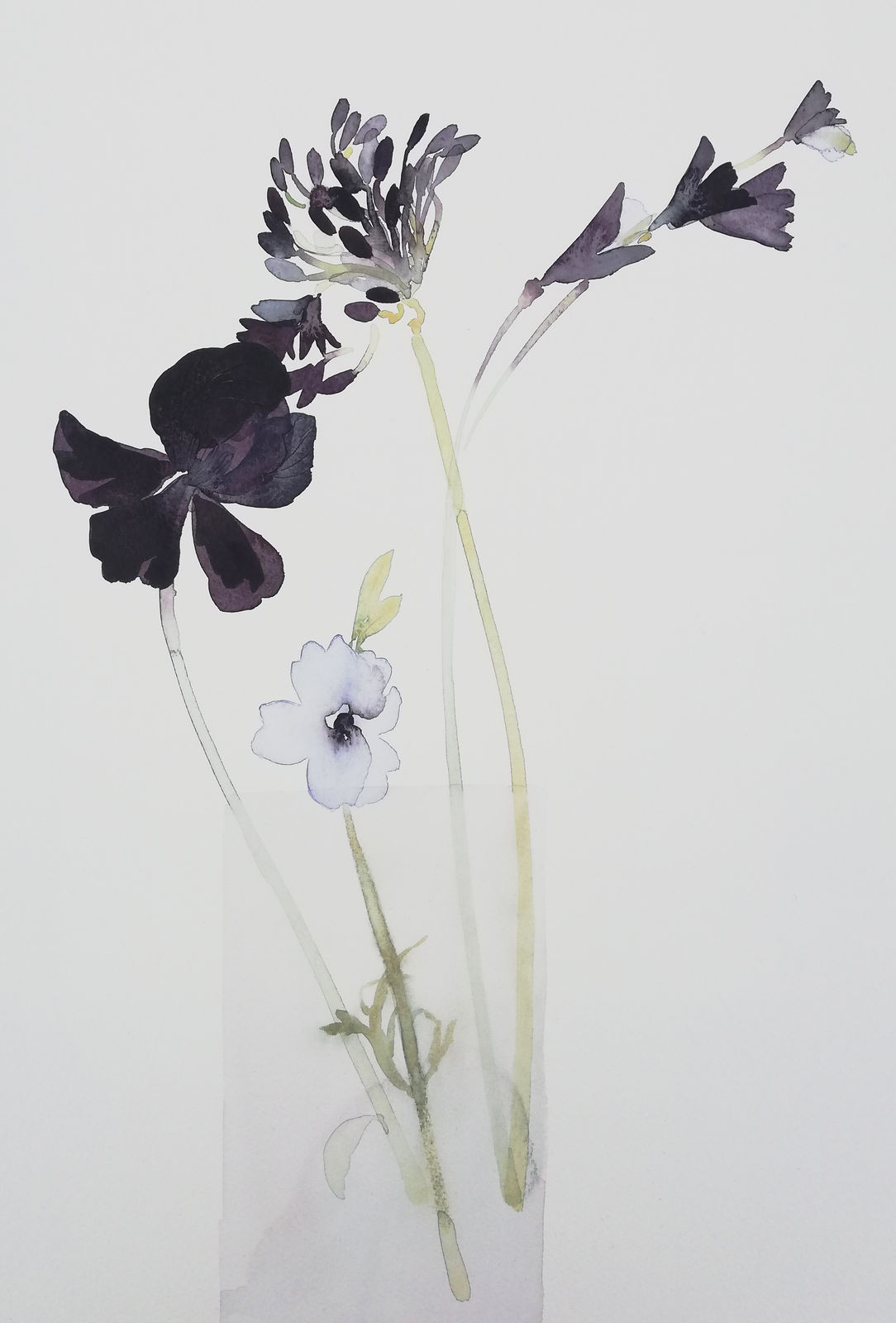 Susan Kane, Violet Iris