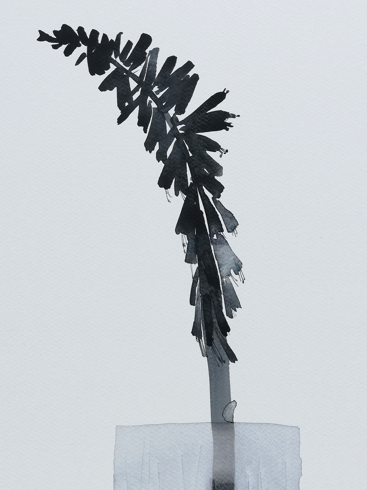 Susan Kane, Kniphofia Study in Black, 2024