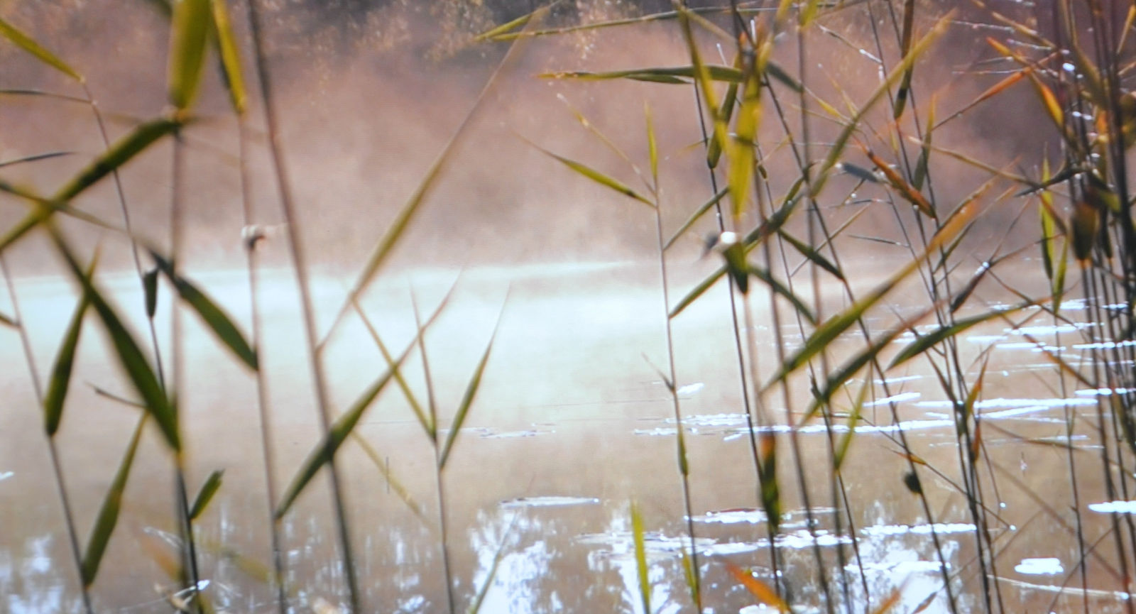 Herman Lohe, Dies Irae, 2017