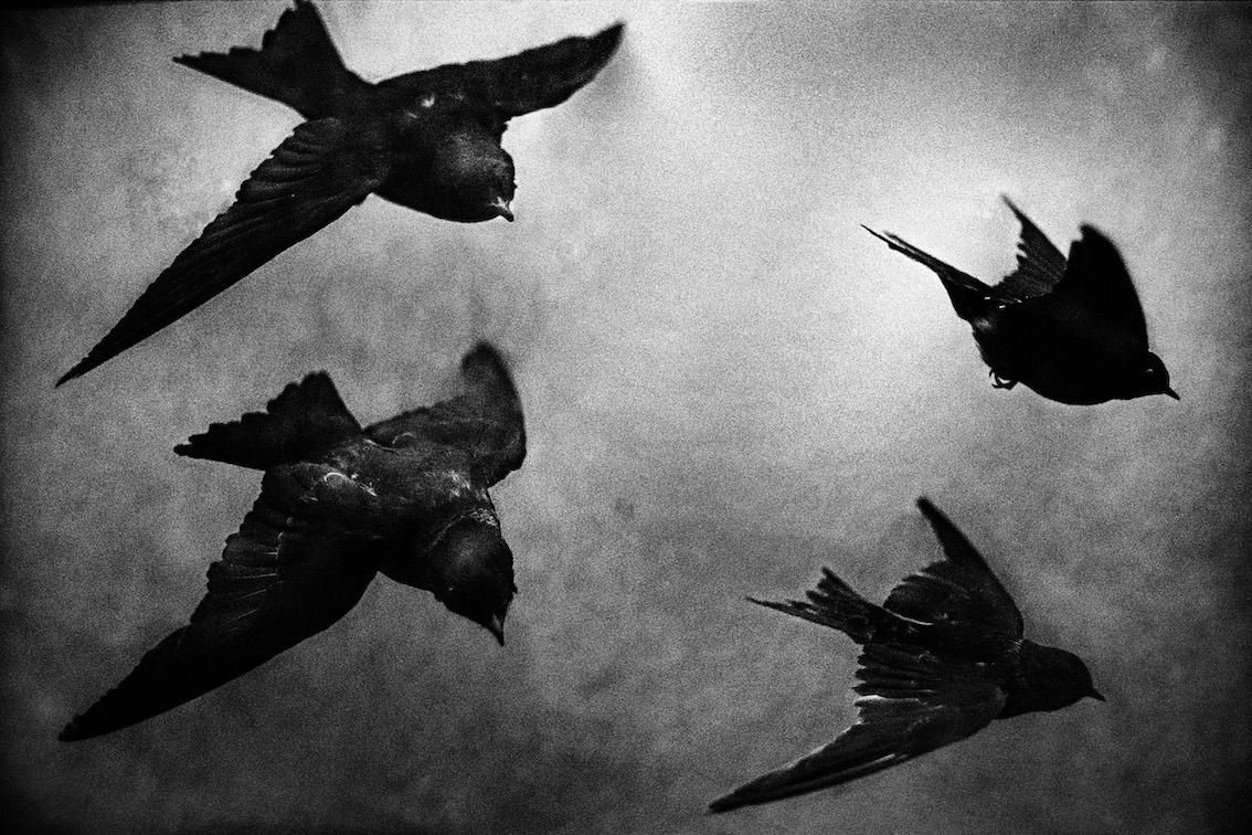 Yusuf Sevinçli, Vichy (#010), 2015