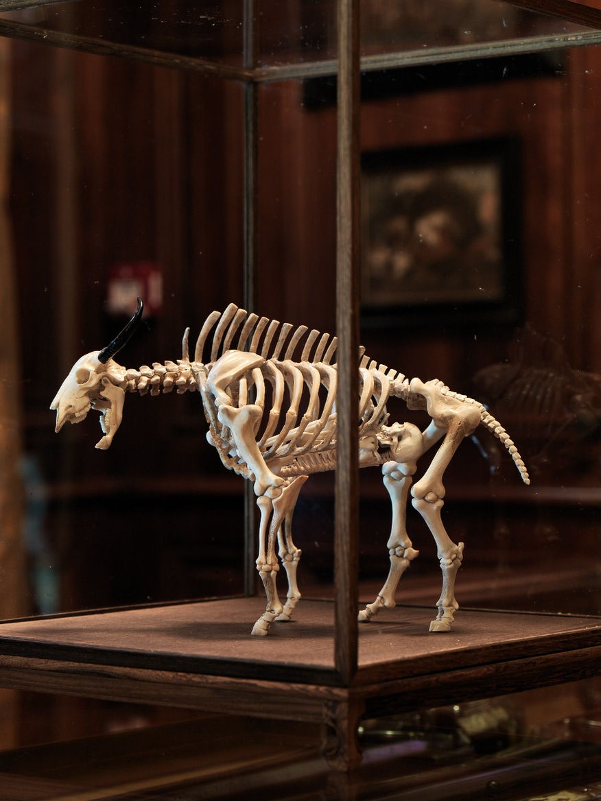 Art Orienté Objet, Le minotaure, série Feed Back, 2013