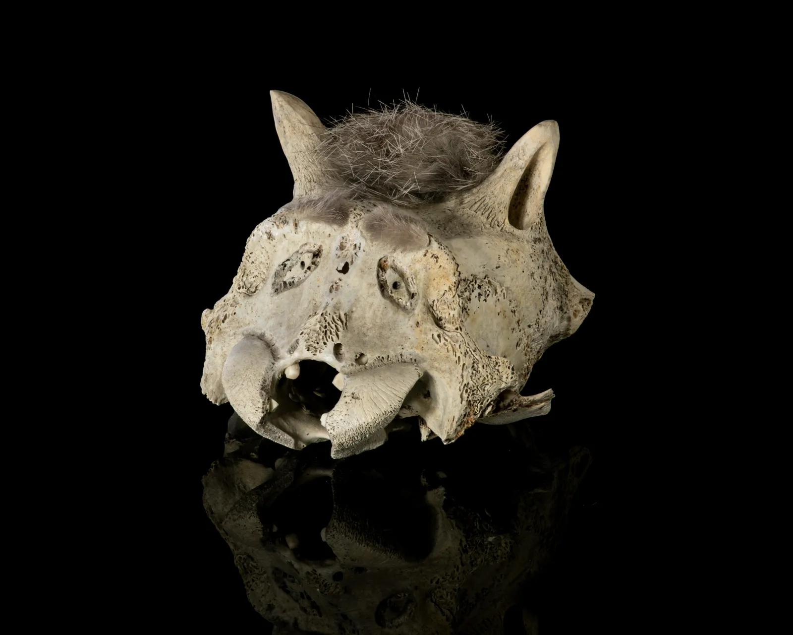 ISAAC PANIGAYAK (1950-) UQSUQTUUQ (GJOA HAVEN), Head of a Wolf, c. 1990