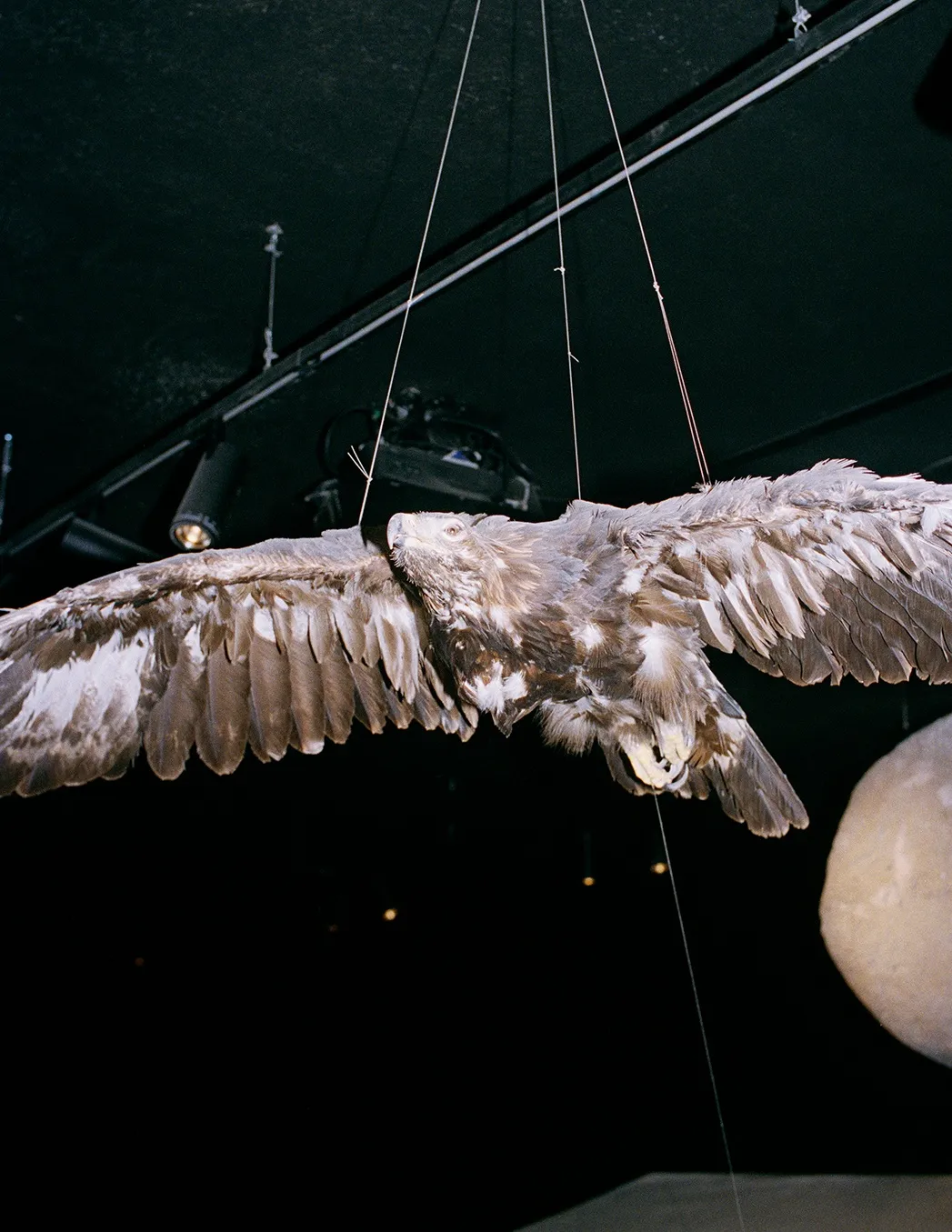 Daniela Ângelo - Inv. H307