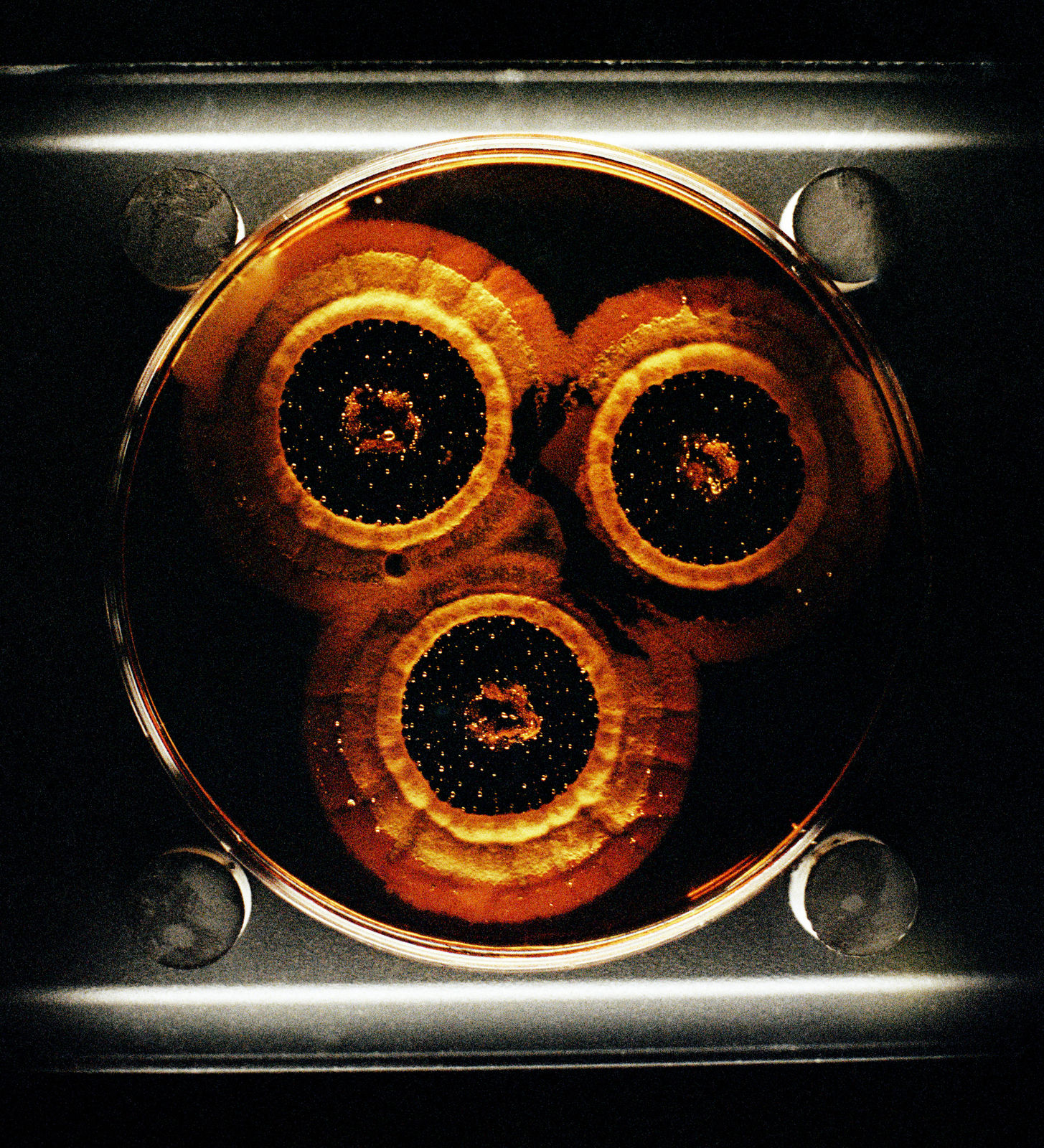 Daniela Ângelo, Untitled, 2023