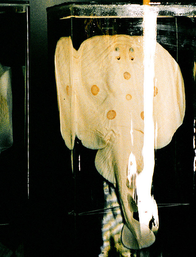 Daniela Ângelo, Untitled, 2023