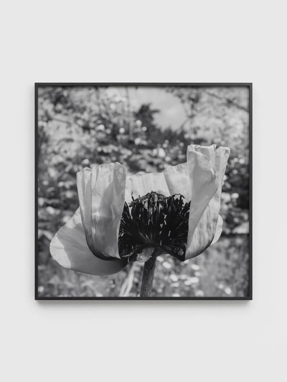 DAYANITA SINGH, Passion I, 2024