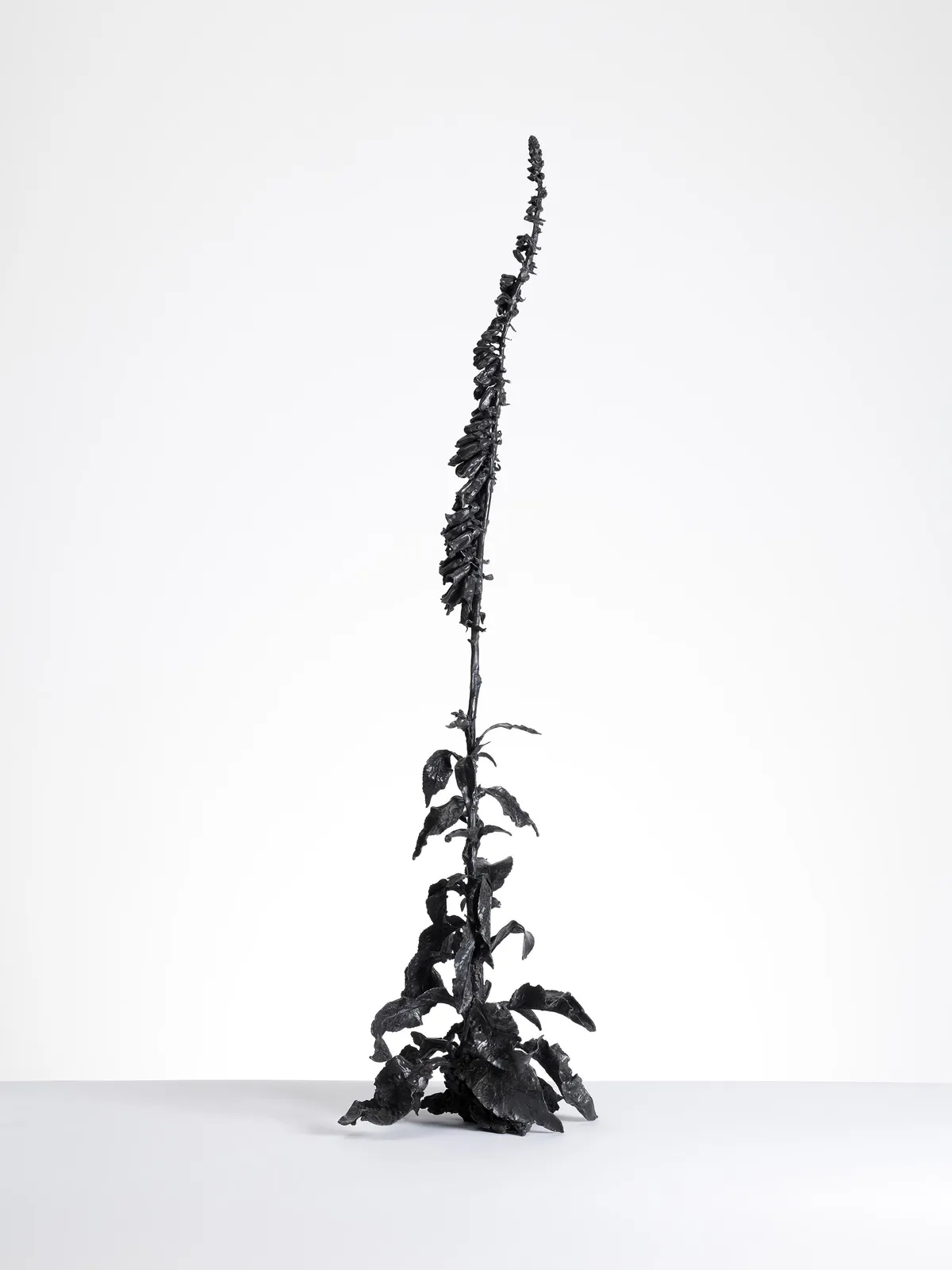 DOROTHY CROSS, Foxglove, 2020