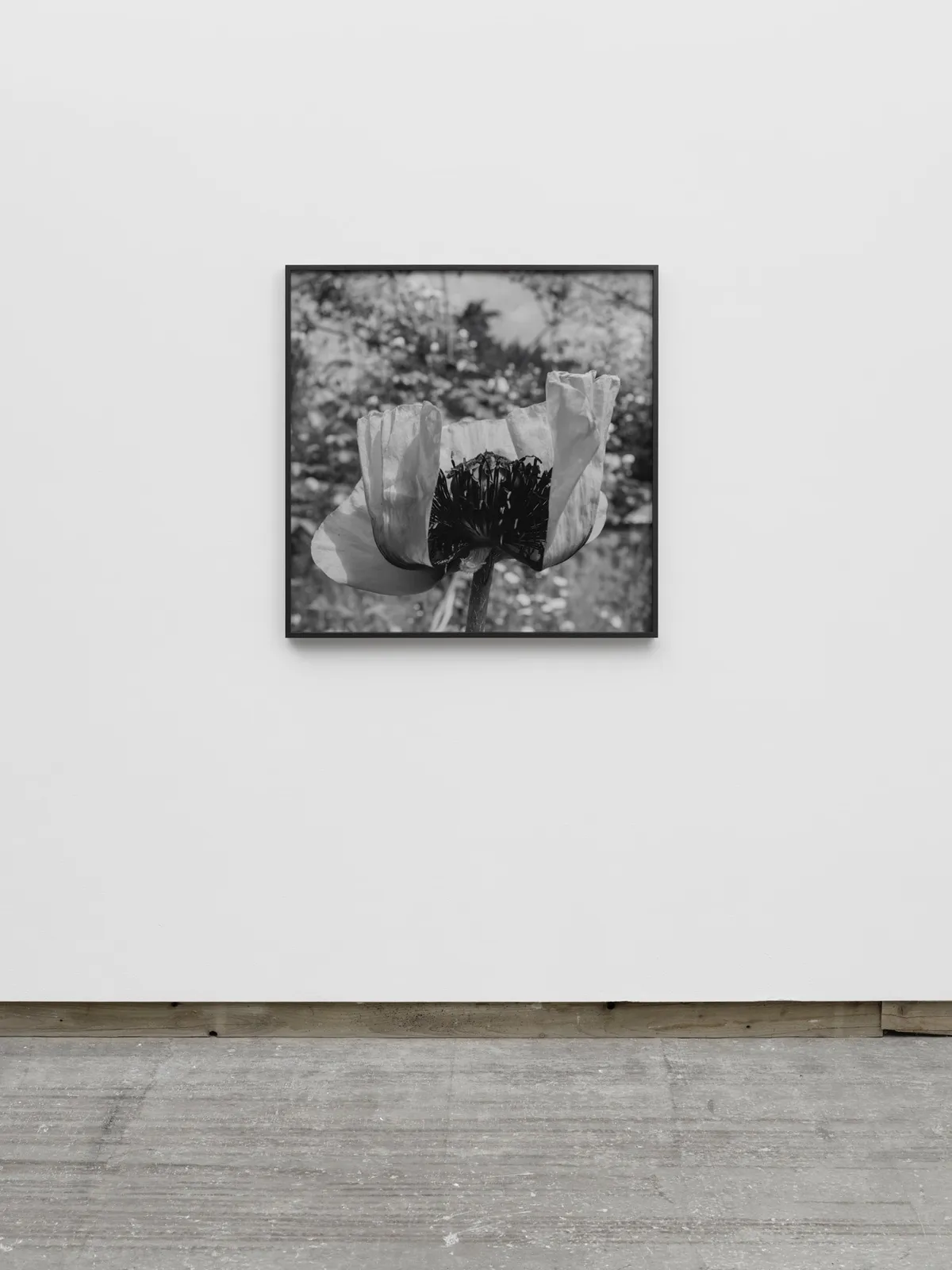 DAYANITA SINGH, Passion I, 2024