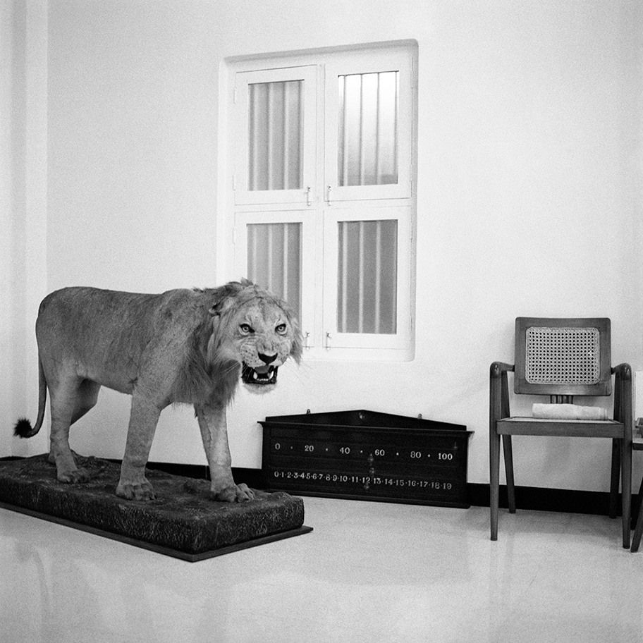 DAYANITA SINGH, Wildlife of India, 2024