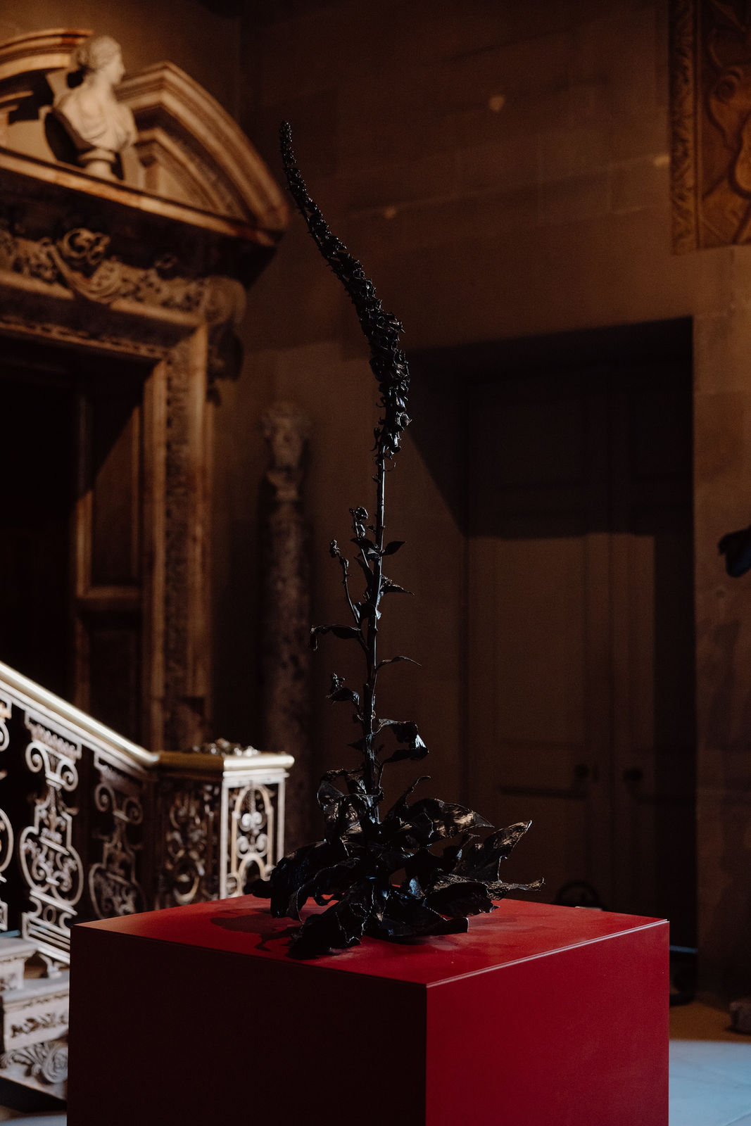 DOROTHY CROSS, Foxglove, 2024