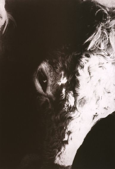 DAPHNE WRIGHT, Bulls - Reuben, 2002