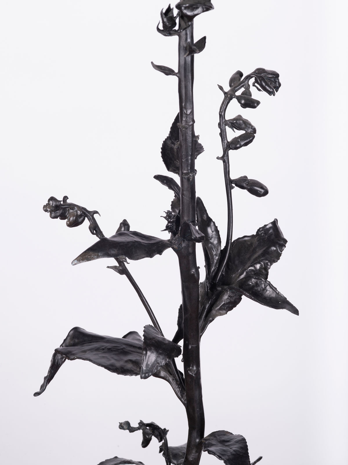 DOROTHY CROSS, Foxglove, 2024