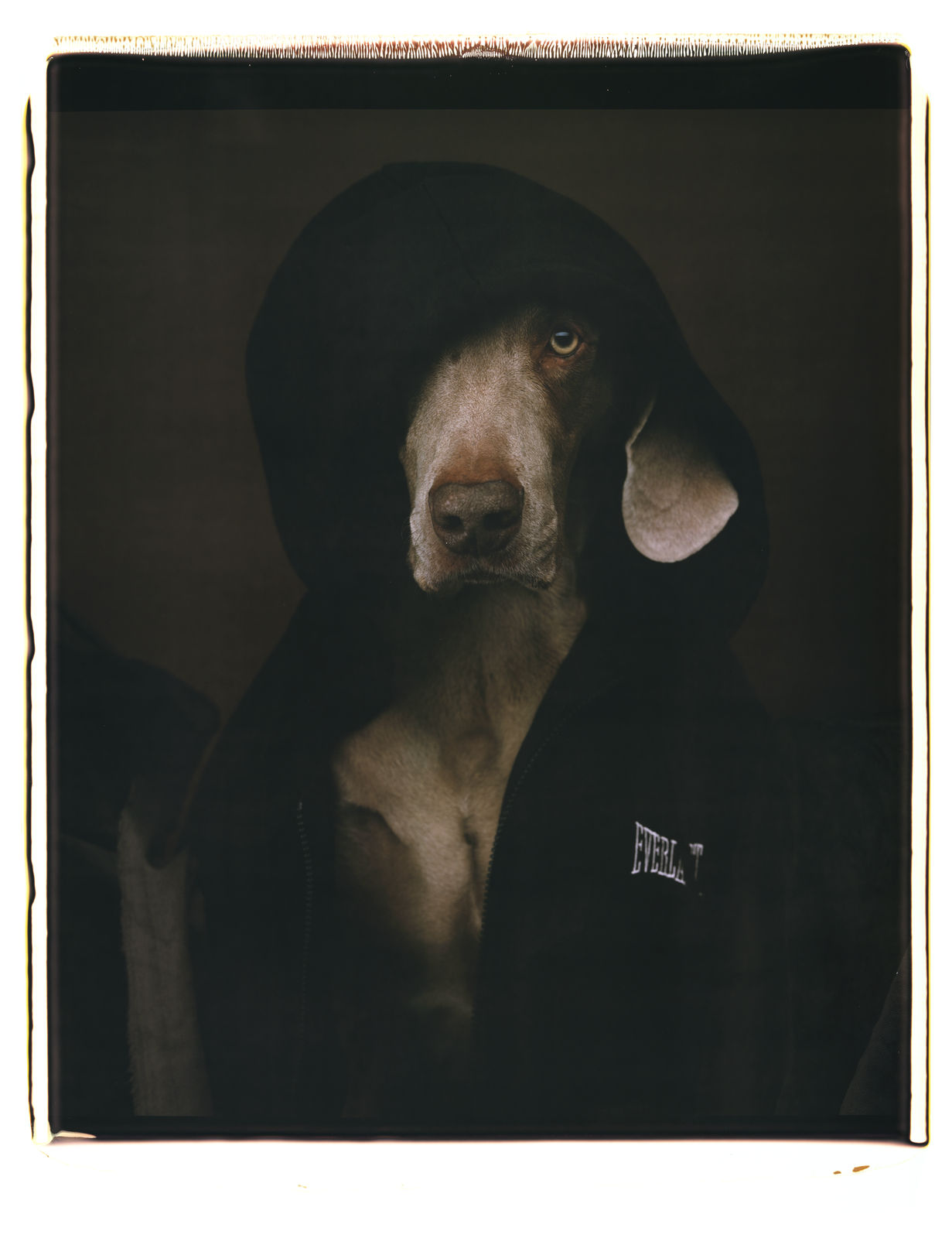 William Wegman, Everlasting, 2001.