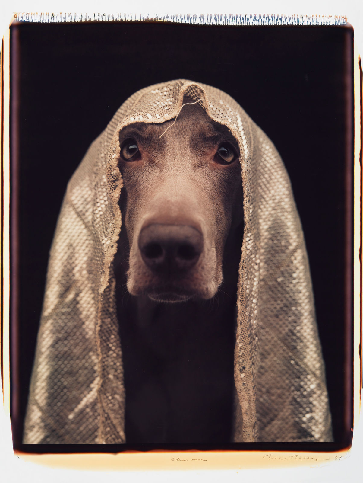 William Wegman, Charmer, 1994.