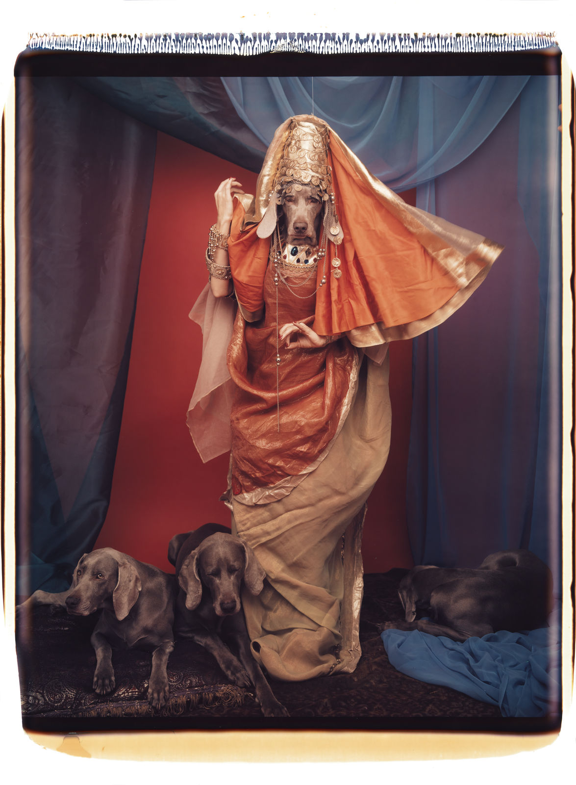 William Wegman, Salome, 1996.