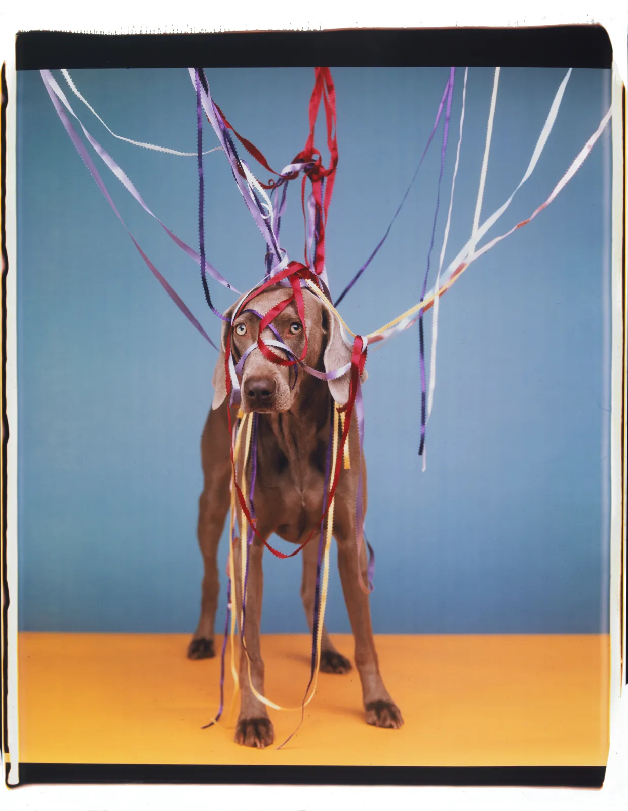 William Wegman, May pole, 2002.