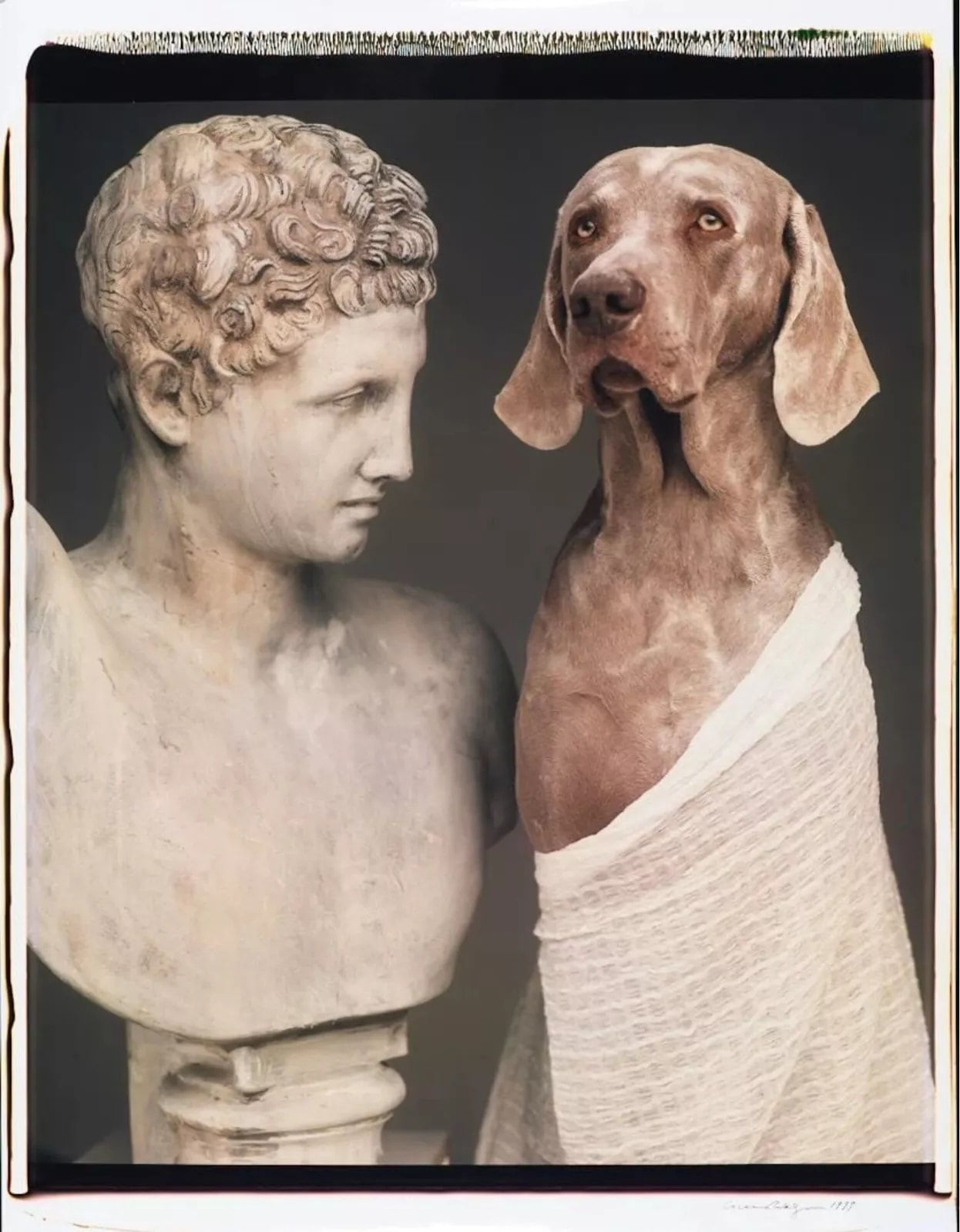 William Wegman, Untitled, 1999.