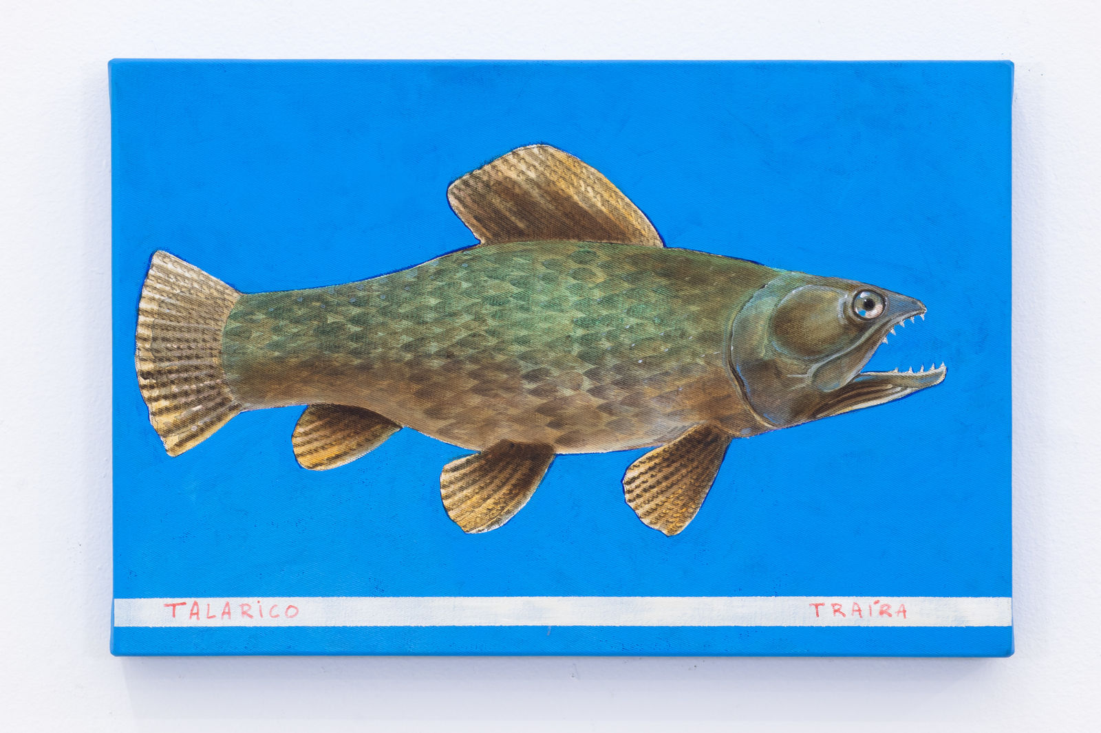 Ruan D'Ornellas, Talarico, traíra, 2024