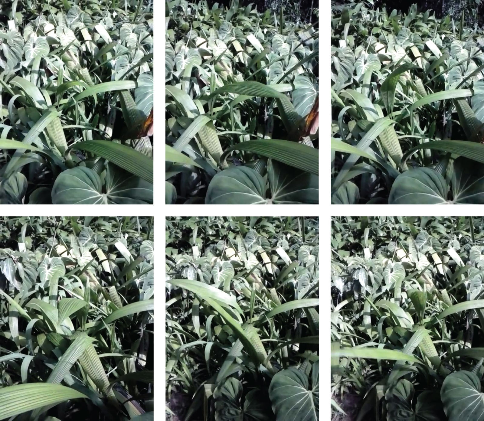 Joana Cesar, Flagrante #1 (Flagrant #1), 2015