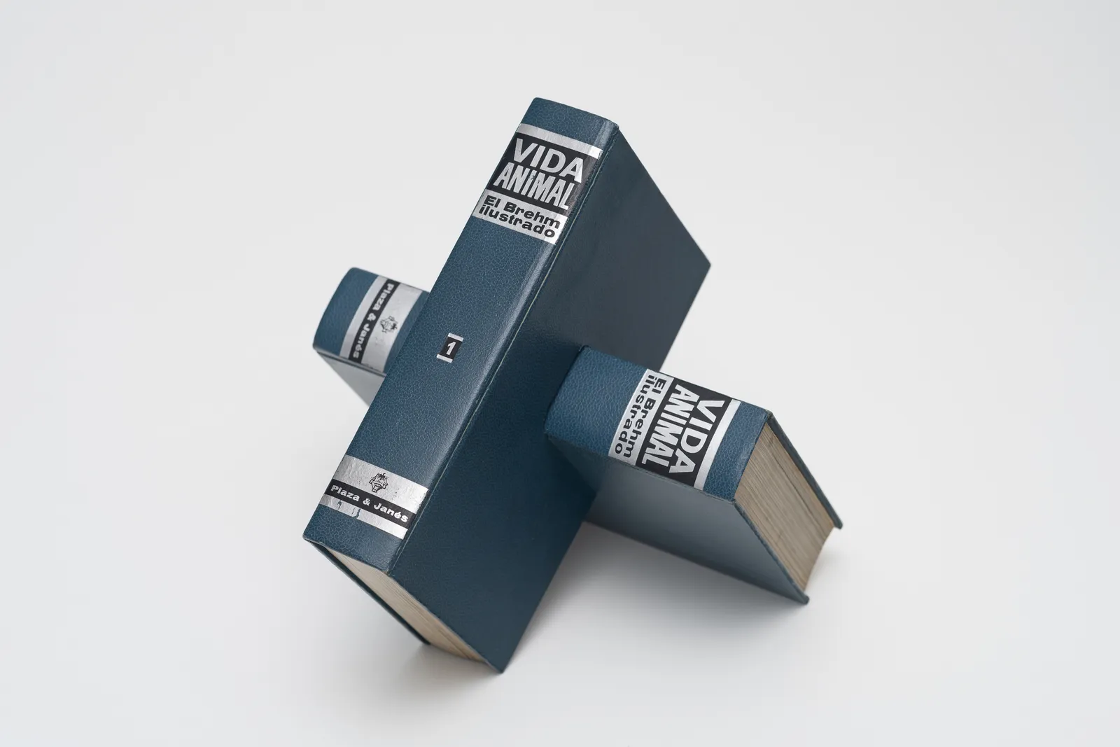 Jorge Macchi, Vida animal [Animal life], 2021