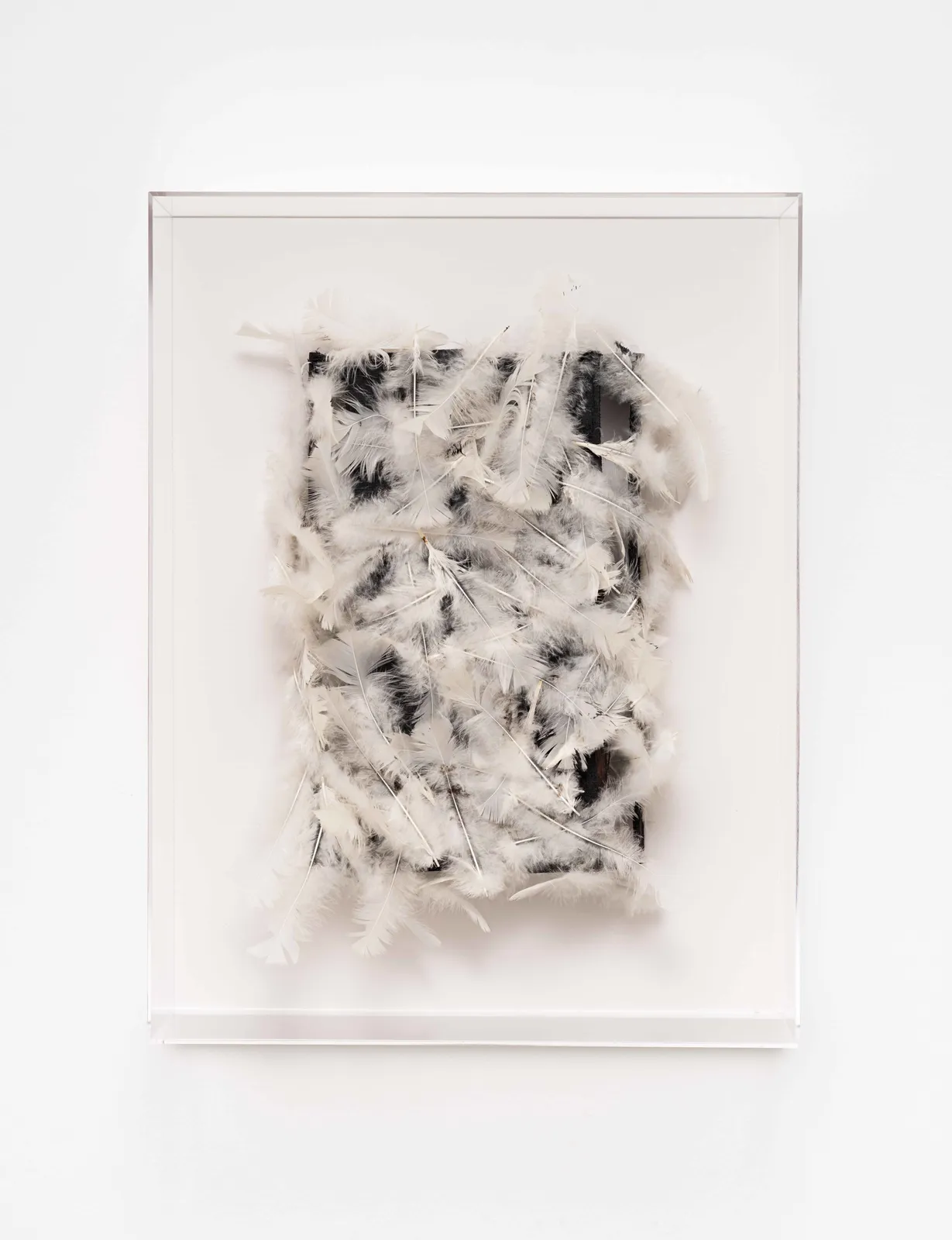 Caetano de Almeida, Vendetta, 2025