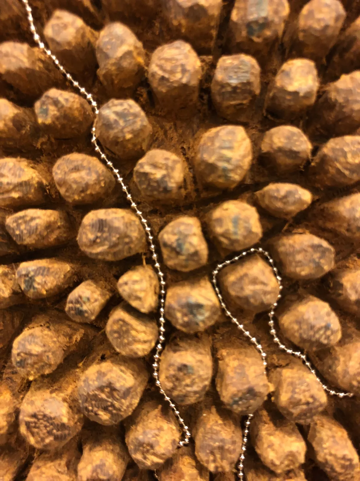 Tonico Lemos Auad, Cabeça de Búfalo / Marajoara, 2022