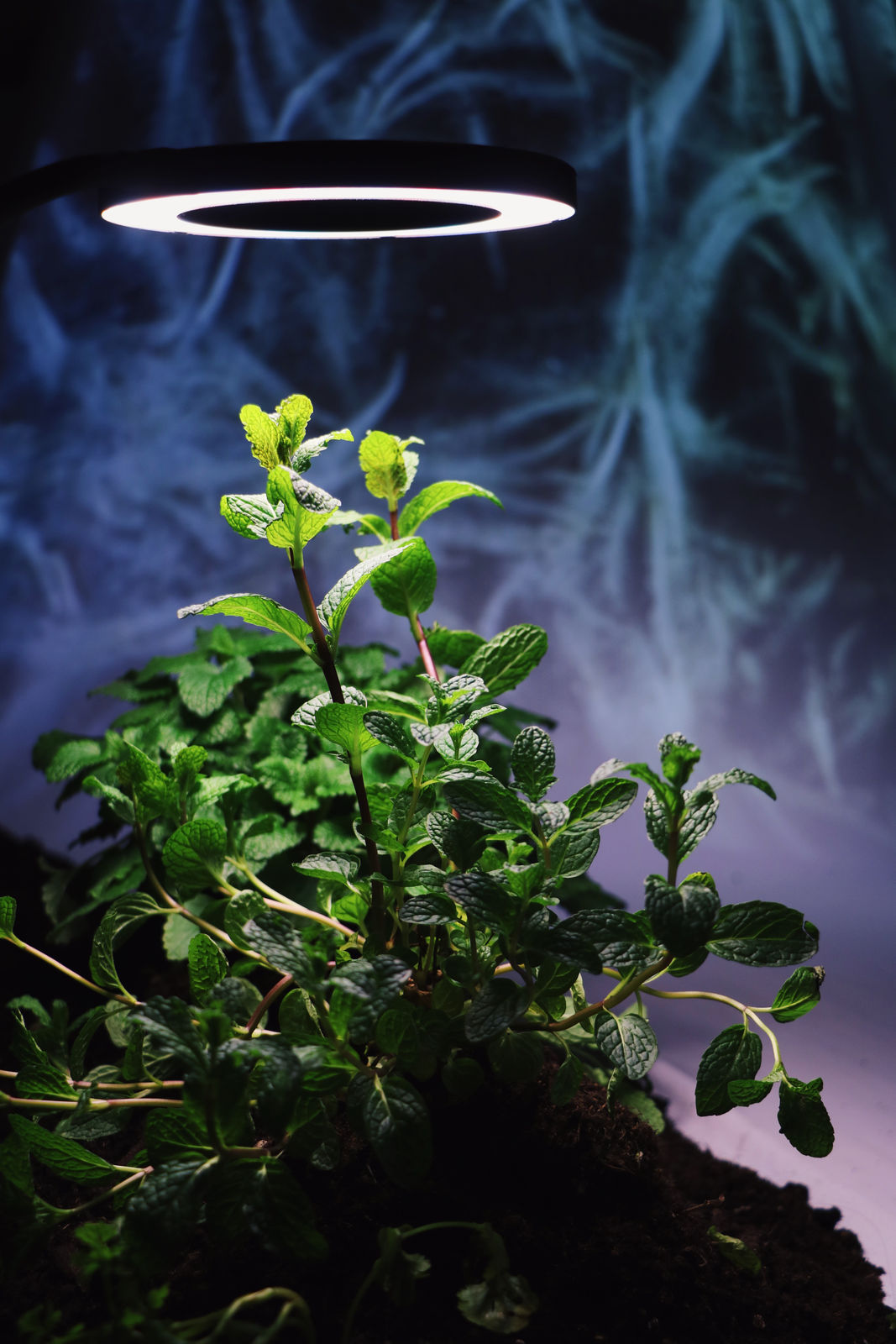 Victoria Pham, roots run wild on threads of memory, 2025